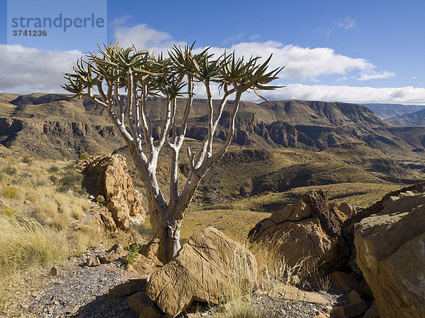 Köcherbaum (Aloe dichotoma)  Naukluft-Berge  Namibia  Afrika