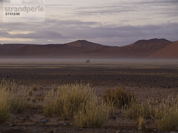 Sanddünen bei Sesriem im Morgennebel  Namibia  Afrika