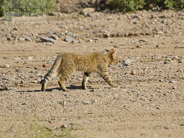 Afrikanische Wildkatze (Felis silvestris lybica)  Namibia  Afrika