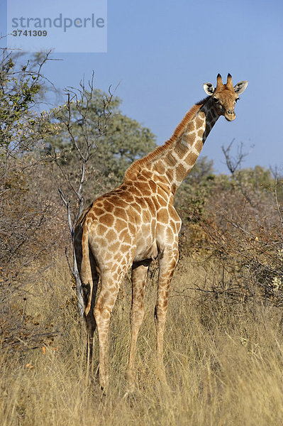 Giraffe (Giraffa camelopardalis) auf dem Plateau im Waterberg Nationalpark  Namibia  Afrika