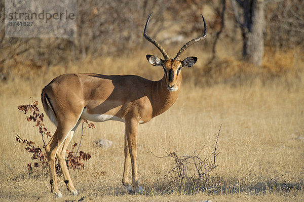 Impala (Aepyceros melampus) nahe Olifantsbad  Etosha Nationalpark  Namibia  Afrika
