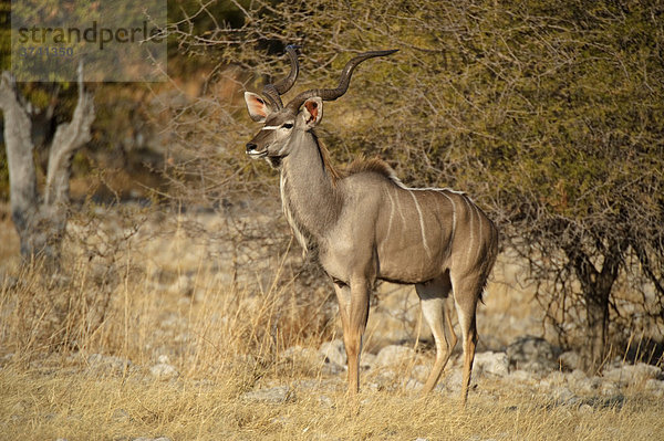 Großes Kudu (Tragelaphus strepsiceros) nahe dem Goas-Wasserloch  Etosha Nationalpark  Namibia  Afrika