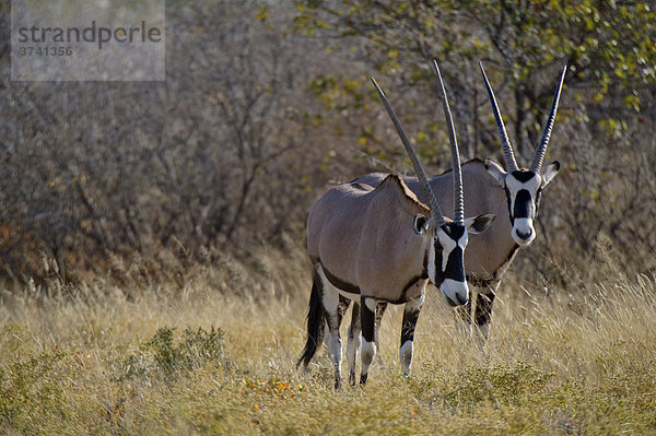 Oryx (Oryx gazella)  Etosha Nationalpark  Namibia  Afrika
