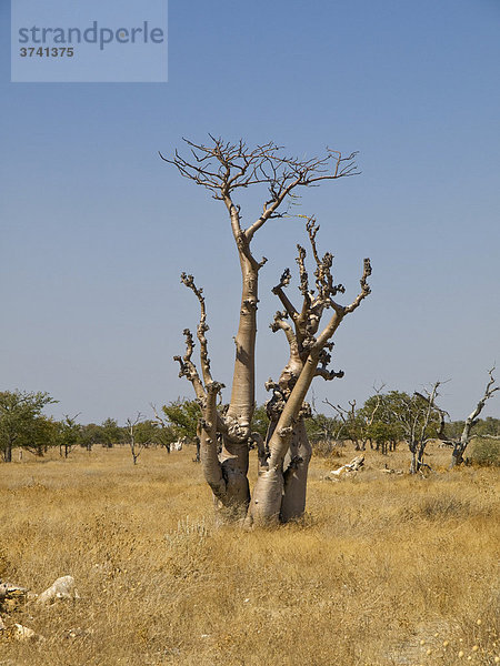 Moringabaum (Moringa ovalifolia) im sogenannten Märchenwald  Etosha Nationalpark  Namibia  Afrika