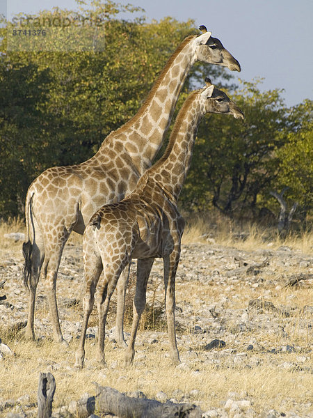 Giraffen (Giraffa camelopardalis) am Goas-Wasserloch  Etosha Nationalpark  Namibia  Afrika
