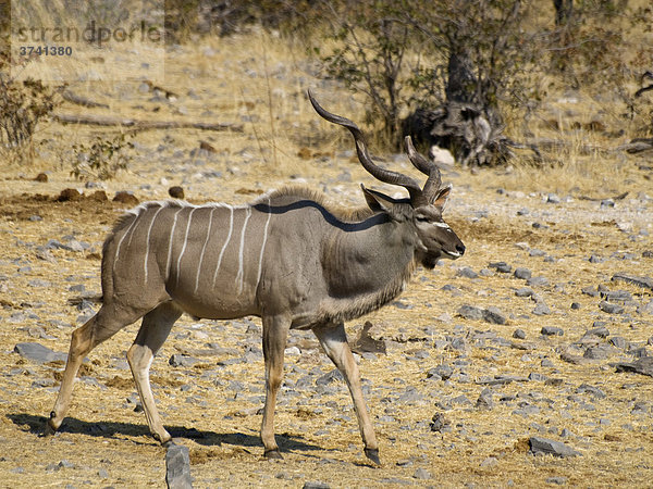 Großes Kudu (Tragelaphus strepsiceros) am Moringa-Wasserloch in Halali  Etosha Nationalpark  Namibia  Afrika