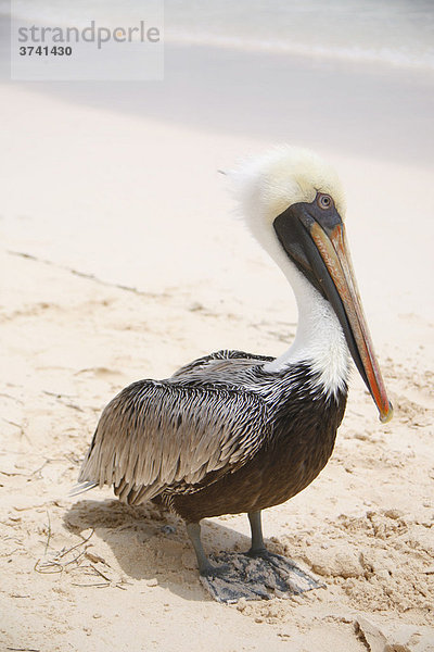 Pelikan (Pelecanus) am Strand  Dominikanische Republik  Karibik