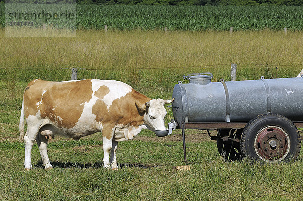Trinkende Kuh  Kuh trinkt aus einem Wasserfass  Oberbayern  Deutschland  Europa