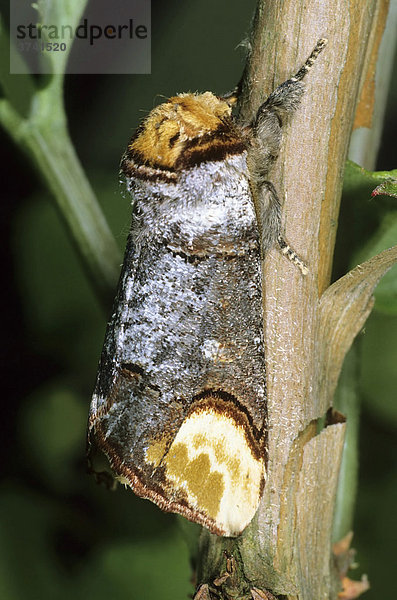 Mondfleck (Phalera bucephala)