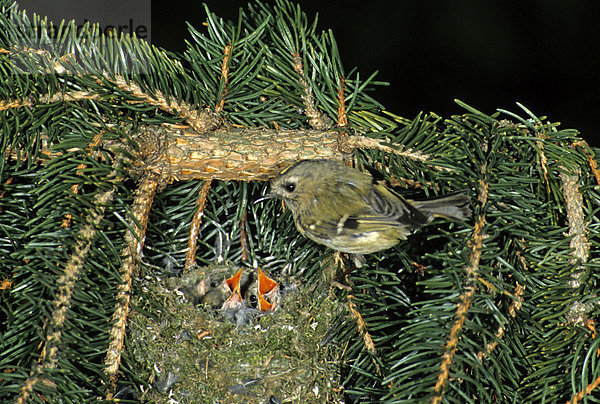 Wintergoldhähnchen (Regulus regulus) am Nest in einem Fichtenast