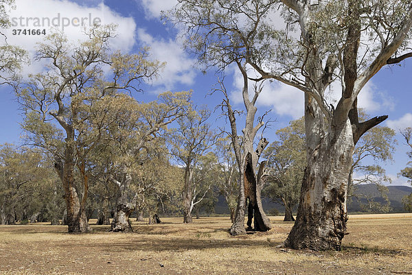 Uralte Eukalyptusbäume in einem Flusstal bei Melrose  South Australia  Australien
