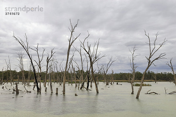 Abgestorbene Bäume im Murray River bei Renmark  South Australia  Australien