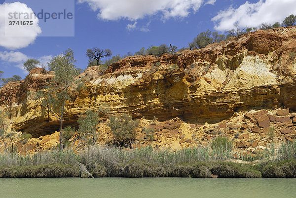 Steilklippen des Murray River bei Berri  South Australia  Australien