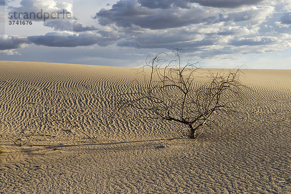 Sanddüne mit vertrocknetem Strauch  Mungo National Park  New South Wales  Australien