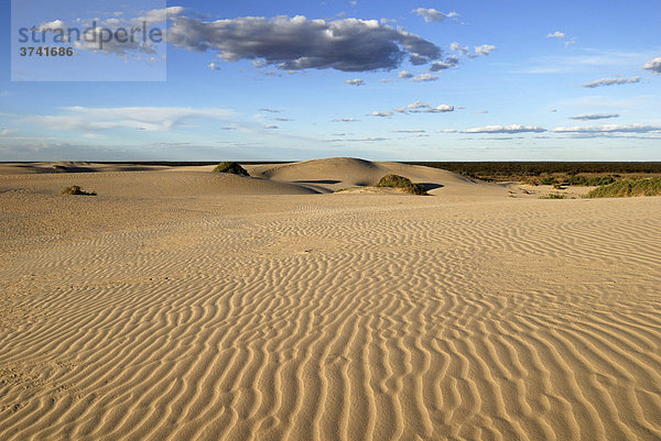 Sanddünen im Mungo National Park  New South Wales  Australien