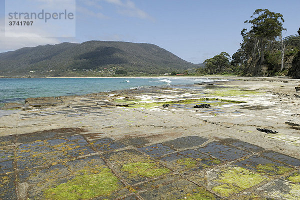 Natürlich gewachsene Struktur des Tessellated Pavement  Tasman Peninsula  Pirates Bay  Tasmanien  Australien