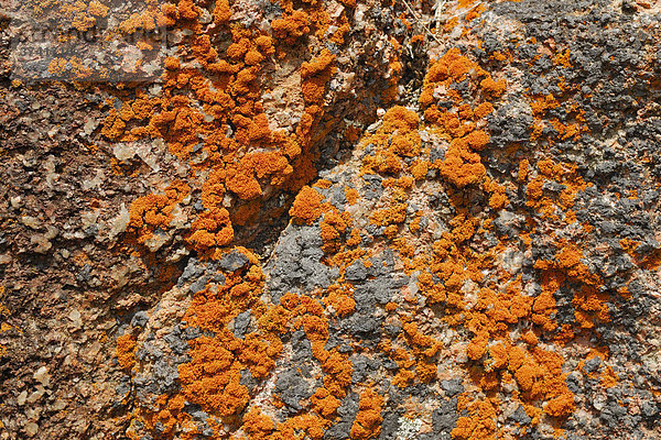 Orangefarbene Flechten in der Sleepy Bay  Freycinet Peninsula  Tasmanien  Australien