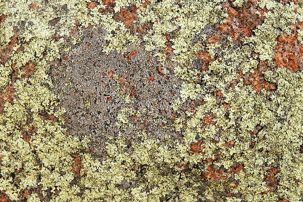 Flechten in verschiedenen Farben auf Granit  Detail  Little Cravelly Beach  Freycinet Peninsula  Tasmanien  Australien