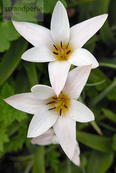 Lilienblütige Tulpe (Tulipa)