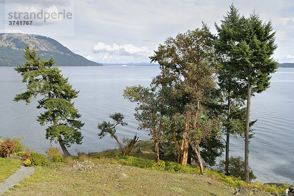 Baumgruppe am Satelite Channel  Vancouver Island  British Columbia  Kanada  Nordamerika