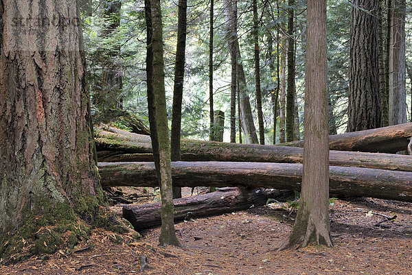 Liegende Stämme zwischen Baumriesen  kalter Regenwald Cathedral Grove  Mac Millan Provincial Park  Vancouver Island  Kanada  Nordamerika