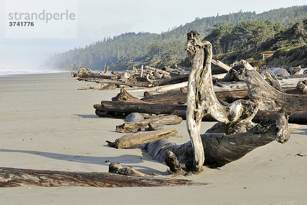 Treibholz  Driftlogs an der Pacifikküste bei Ebbe  Kalaloch  Olympic Peninsula  Washington  USA