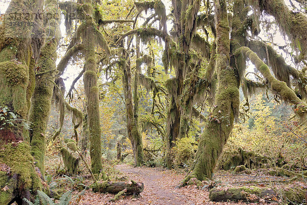 Wanderweg durch mit Moosen  Farnen und Flechten bewachsene Baumriesen  Hoh Rain Forest  Olympic Peninsula  Washington  USA