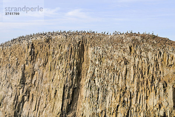 Seal Rock mit Pelikankolonie  südlich von Newport  Pazifikküste  Oregon  USA