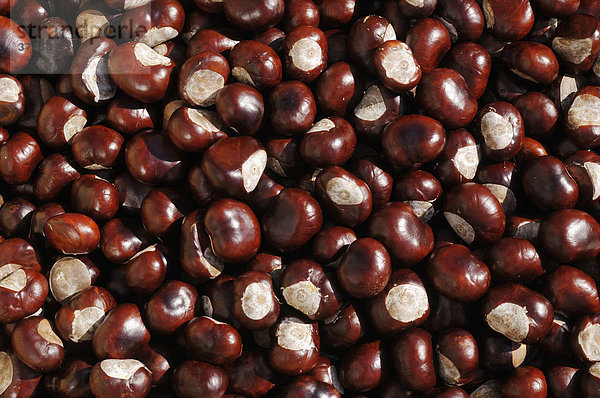 Rosskastanien Früchte (Aesculus hippocastanum)