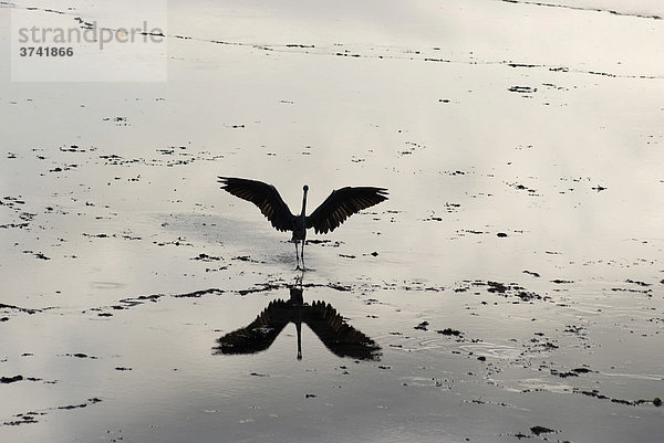 Graureiher (Ardea cinerea) breitet seine Flügel aus  Spiegelung im Wattenmeer  Nairobi  Kenia  Afrika
