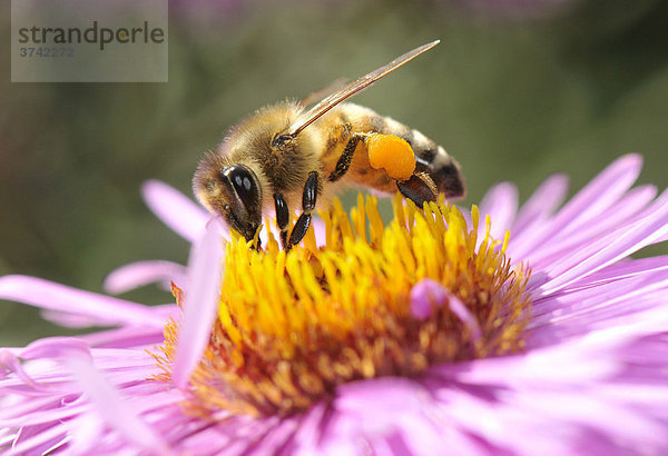 Honigbiene (Apis mellifera) mit Pollen an den Beinen sitzt auf Aster (Aster) und saugt Nektar