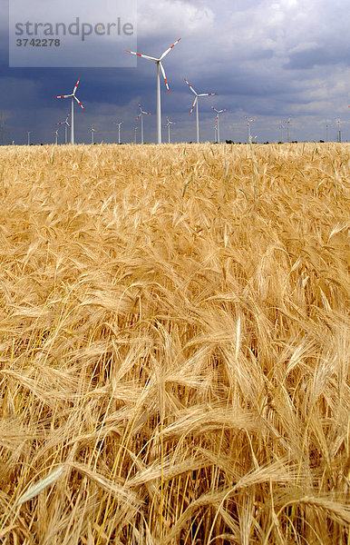 Erneuerbare Energie Wind  Windräder und Getreidefeld