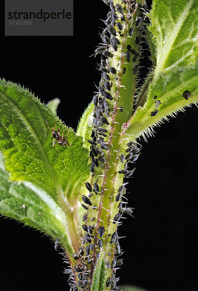 Blattläuse (Aphidoidea) werden von Ameisen (Formidicae) gemolken