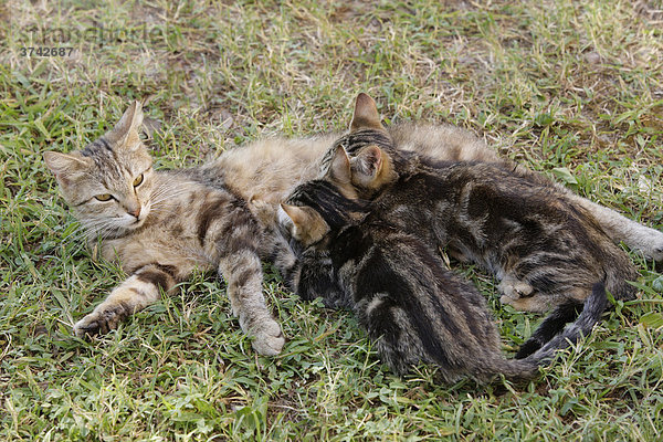 Katze  liegend  mit säugenden Jungen