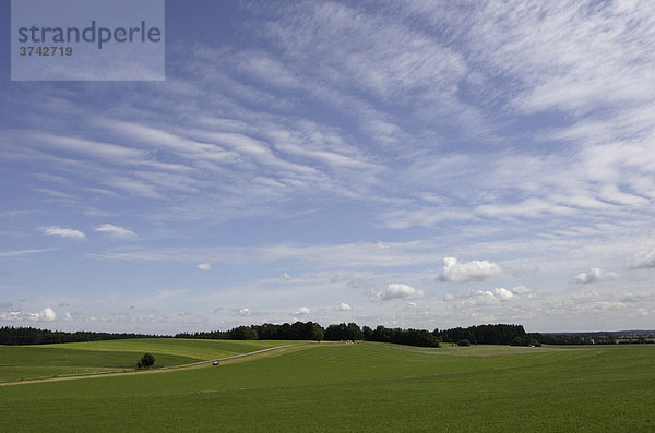 Föhn  Föhnwolken am blauen Himmel in Kleinhartpenning  Gemeinde Holzkirchen  Oberland  Bayern  Deutschland  Europa