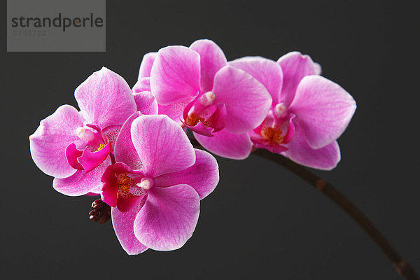 Orchidee (Phalaenopsis)  pinke Blüten
