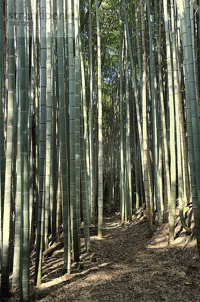Im Zentrum eines Bambuswaldes (Bambuseae)  Kyoto  Japan  Asien