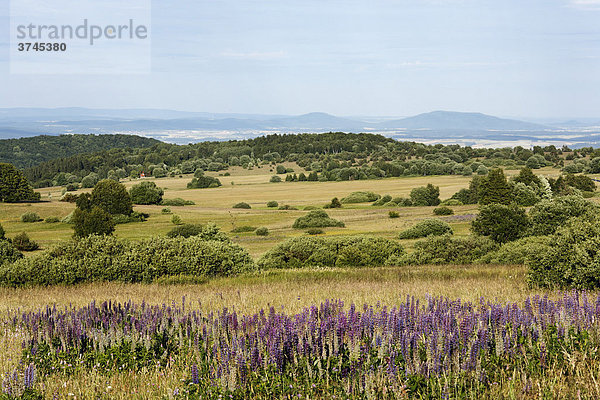 Lupinen in Wiesenlandschaft  Hohe Rhön  Lange Rhön  Unterfranken  Bayern  Deutschland  Europa