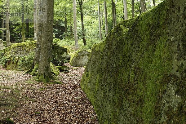 Lange Steine bei Riedenburg  Rhön  Unterfranken  Bayern  Deutschland  Europa