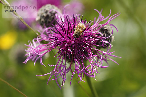 Honigbiene (Apis mellifera) auf Skabiosen-Flockenblume (Centaurea scabiosa)  Bayern  Deutschland  Europa