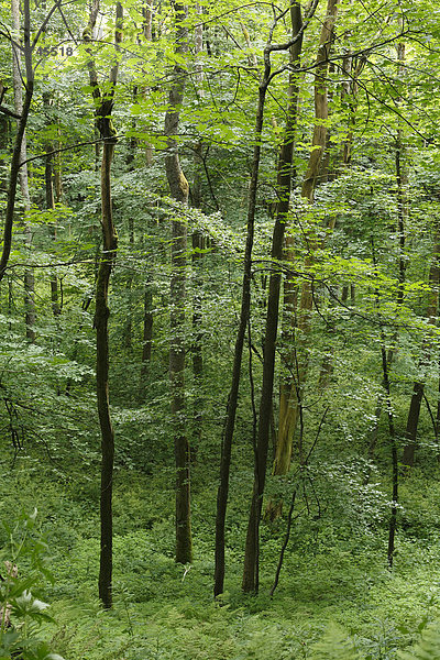 Laubwald im Naturschutzgebiet Kesselrain  Biosphärenreservat Rhön  Hessen  Deutschland  Europa