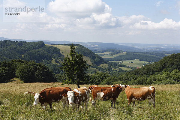Kühe auf Wasserkuppe  Rhön  Hessen  Deutschland  Europa