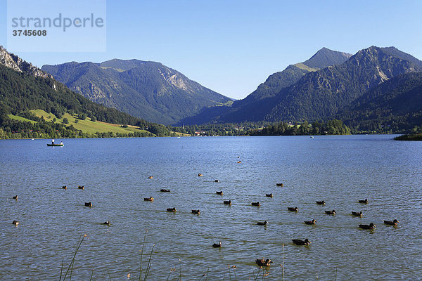 Enten auf Schliersee  Mangfallgebirge mit Nagelspitz und Brecherspitz  Oberbayern  Deutschland  Europa