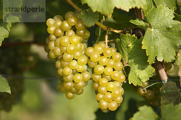Weiße Weintrauben  Steiermark  Österreich  Europa