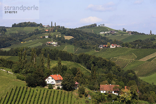 Weinberge in Langegg  Südsteiermark  Steiermark  Österreich  Europa