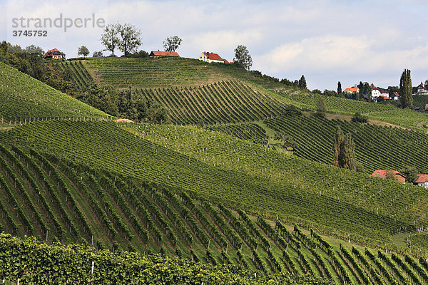 Blick von Südsteirische Weinstraße in Ratsch über Weinberge in Slowenien  Steiermark  Österreich  Europa