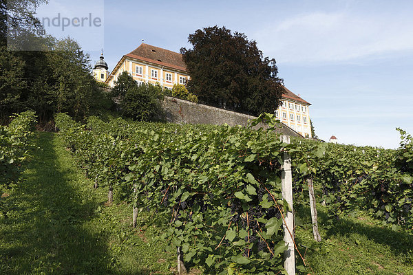 Weinberg am Schloss in Stainz  Schilcher Weinstraße  Steiermark  Österreich  Europa