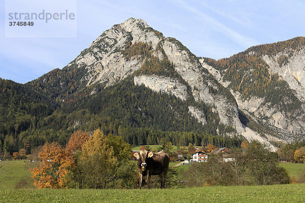 Stoderzinken bei Gröbming  Kemetgebirge  Steiermark  Österreich  Europa
