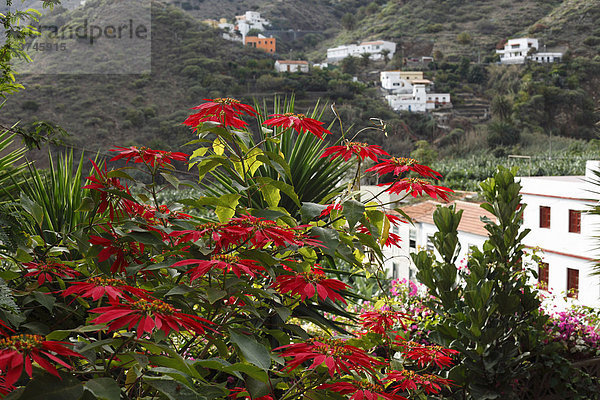 Blühender Weihnachtsstern (Euphorbia pulcherrima)  Hermigua  La Gomera  Kanaren  Kanarische Inseln  Spanien  Europa