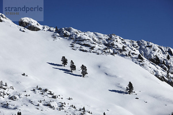 Verschneiter Hang am Haiderjoch im Rofan  Rofangebirge  Tirol  Österreich  Europa